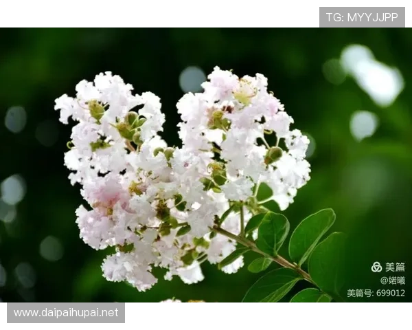 紫薇失利梅总护航俄将创奇迹